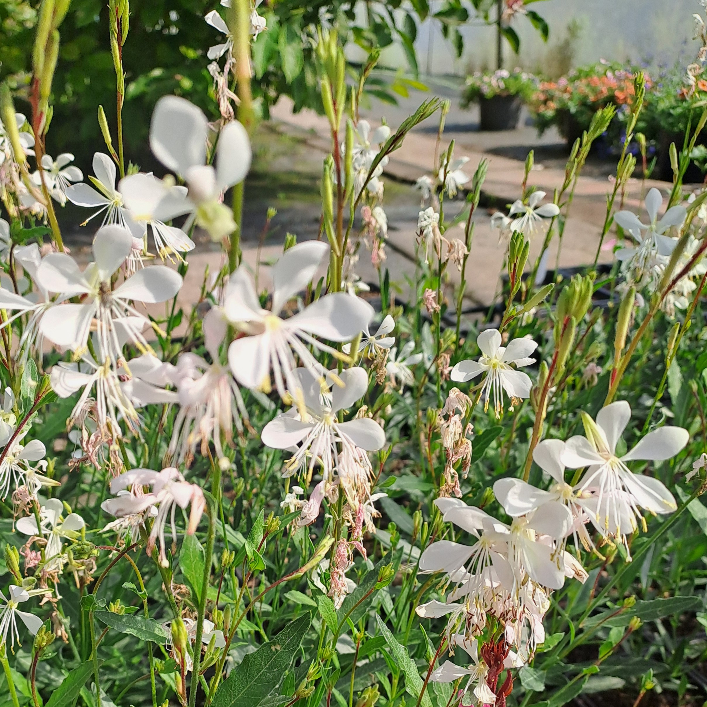 Gaura lindheimeri Gardis White