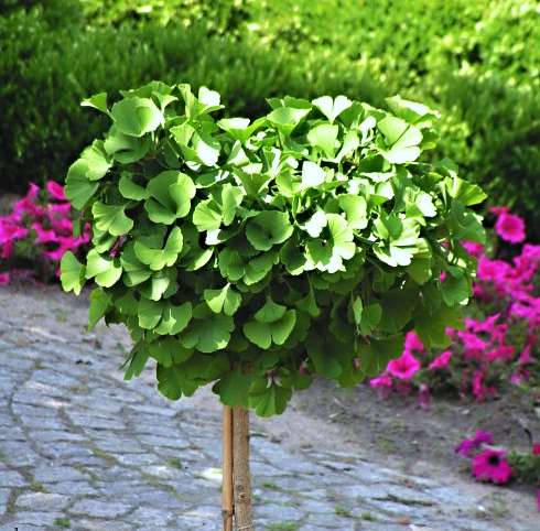 Ginkgo biloba Mariken