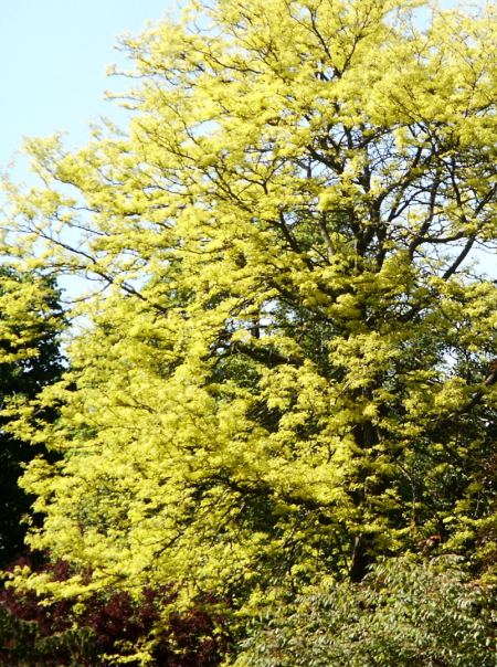 Gleditsia triacanthos Sunburst