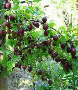 Grossularia uva-crispa Niesluchowski