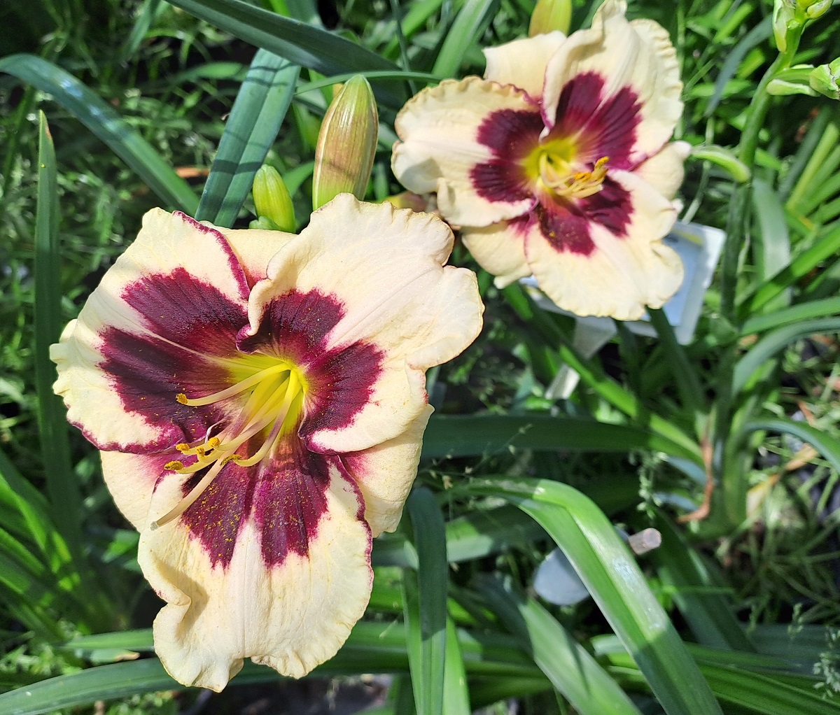 Hemerocallis x Celebration of Angels