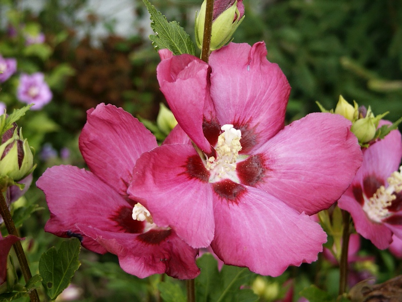 Hibiscus syriacus Woodbridge