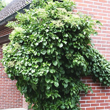 Hydrangea petiolaris