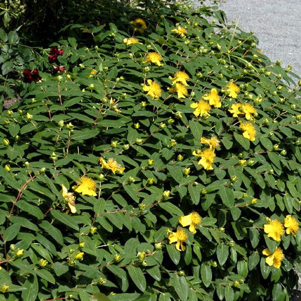 Hypericum calycinum