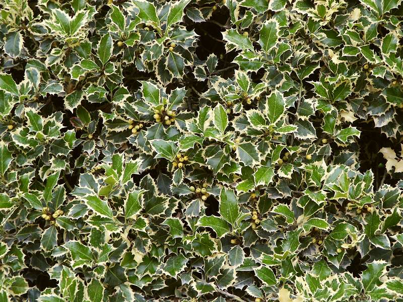 Ilex aquifolium Argenteomarginata