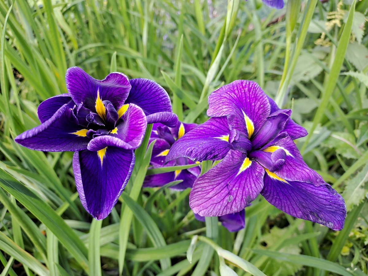 Iris  x ensata Blueberry Pie