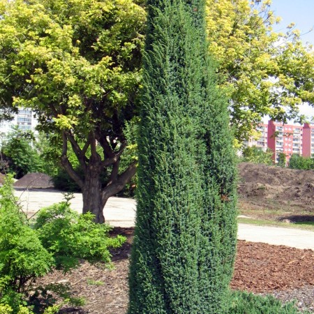 Juniperus communis Sentinel