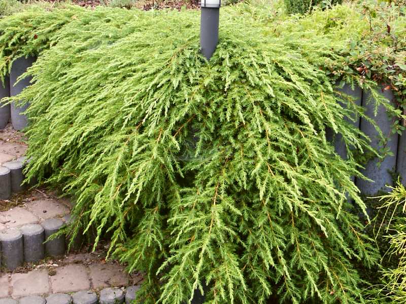 Juniperus conferta Schlager