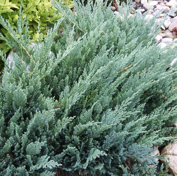 Juniperus horizontalis Blue Moon