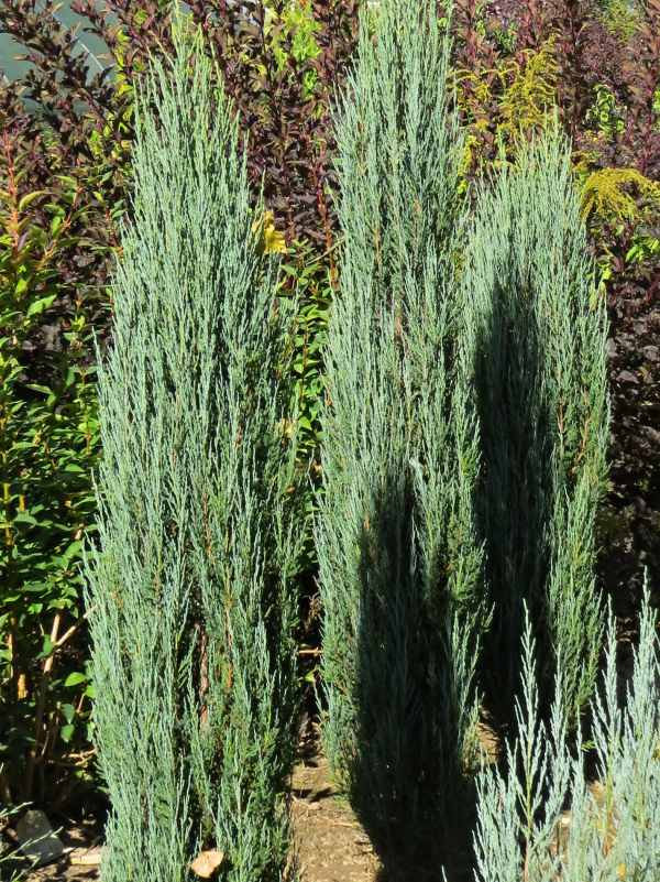 Juniperus scopulorum Blue Arrow