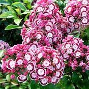 Kalmia latifolia Bandeau
