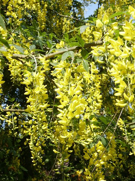 Laburnum watereri Vossii