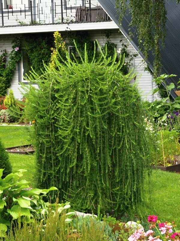 Larix decidua Pendula