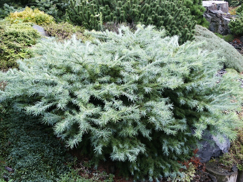 Larix kaempferi Blue Dwarf