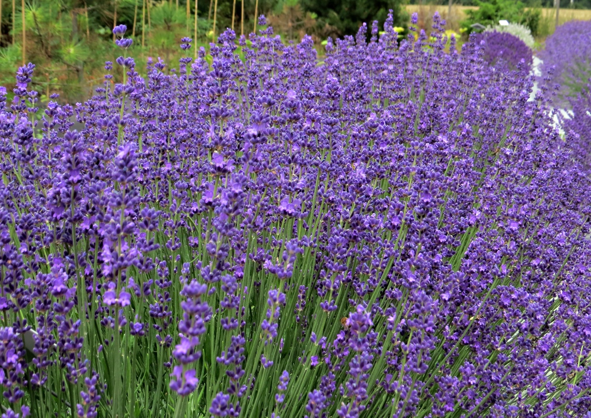 Lavandula angustifolia Beate