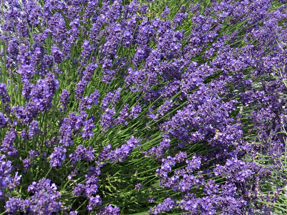 Lavandula angustifolia Essence Purple