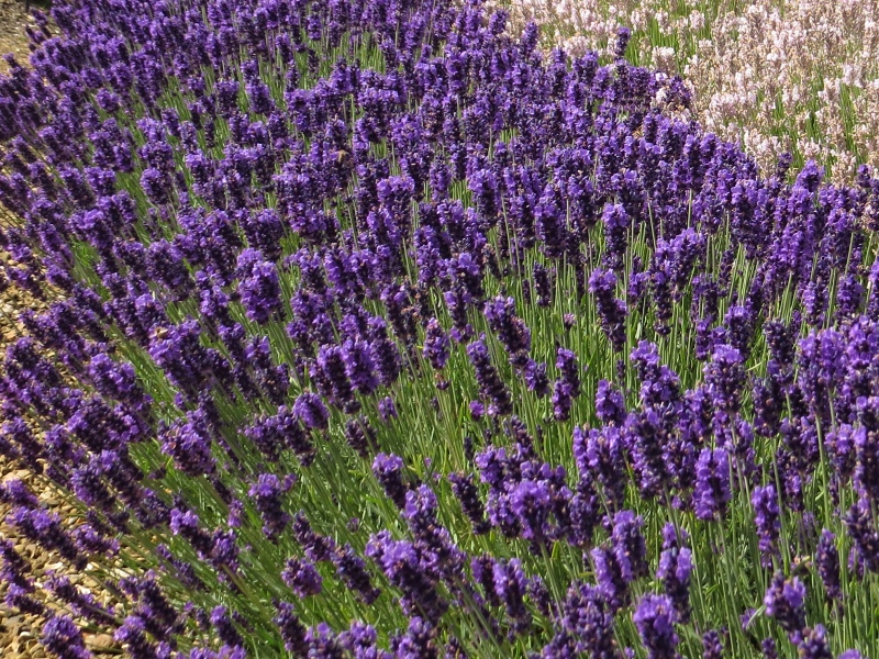 Lavandula angustifolia Hidcote