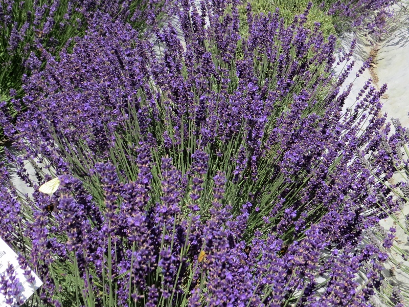 Lavandula angustifolia Imperial Gem