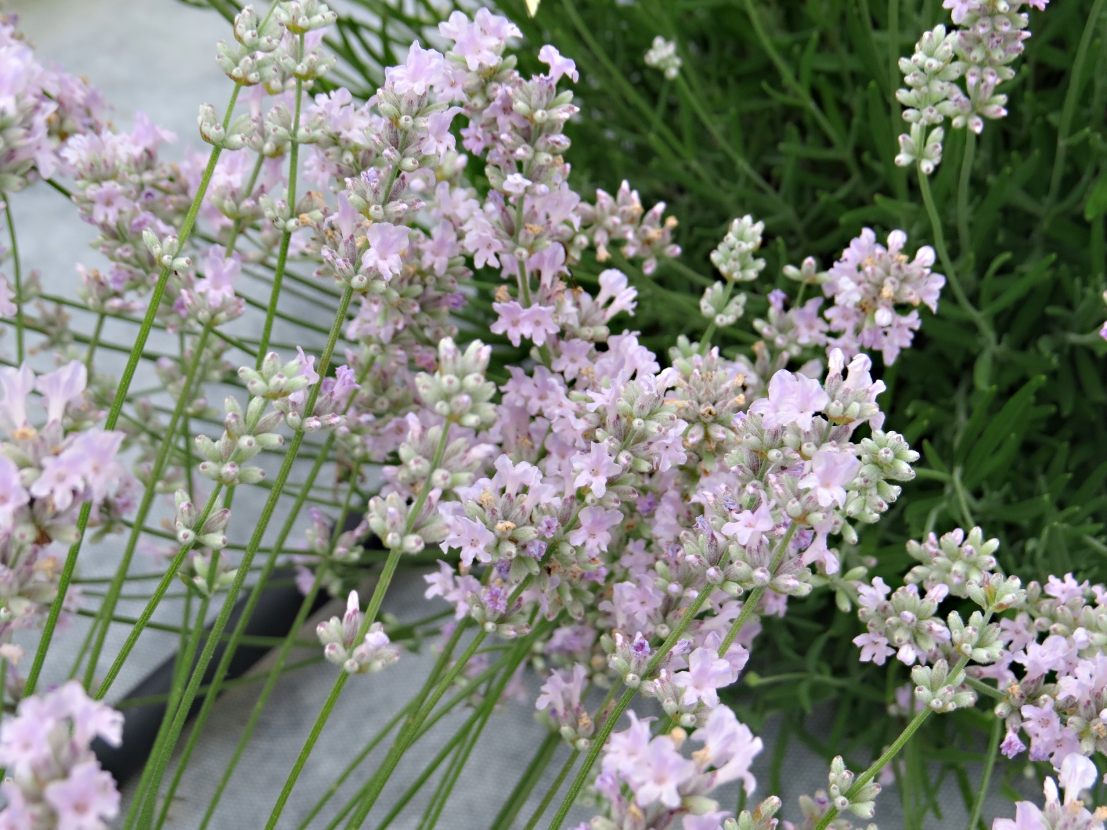 Lavandula angustifolia Little Lottie