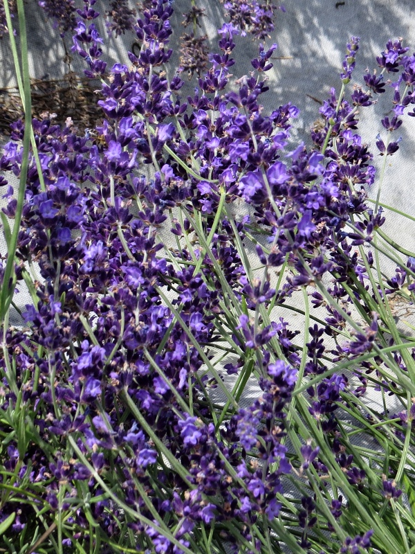 Lavandula angustifolia Miss Dawnderry