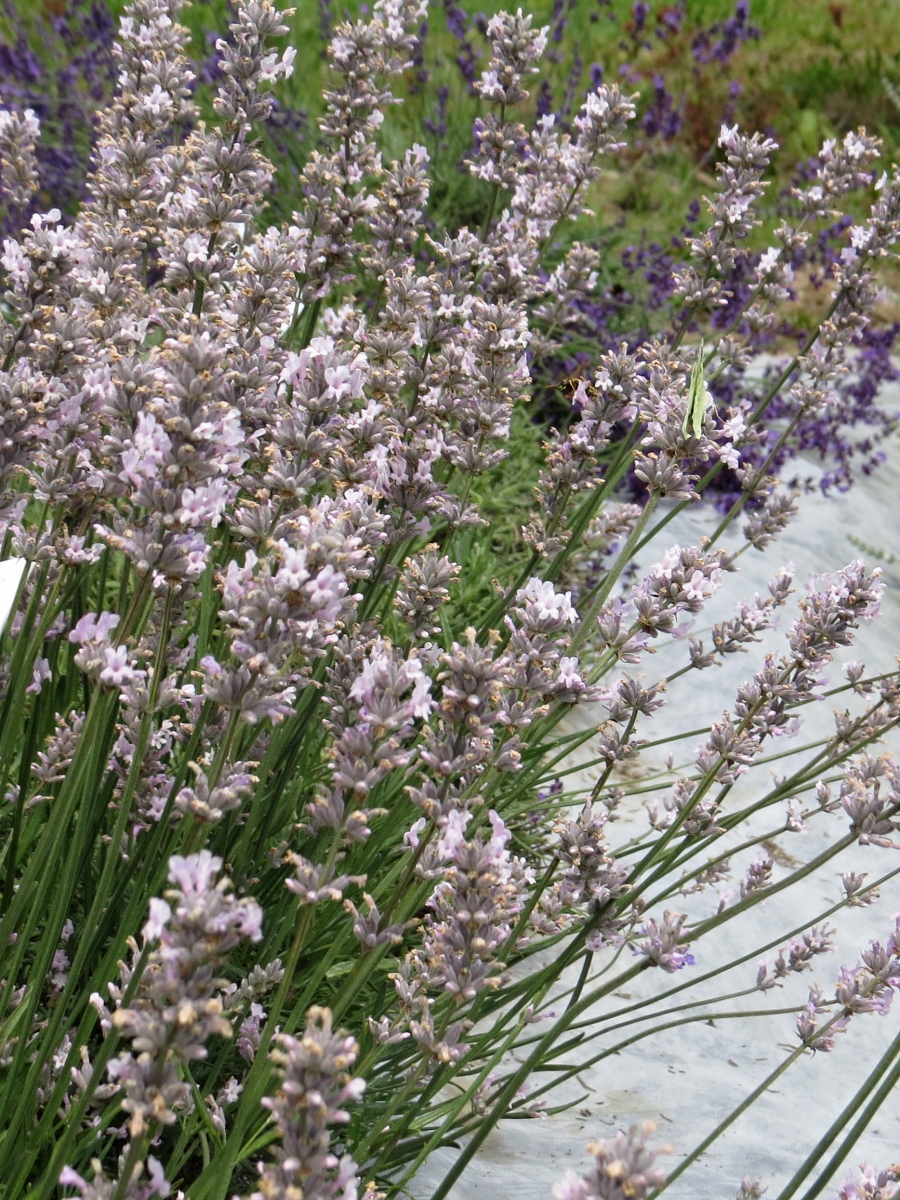 Lavandula angustifolia Miss Katherine