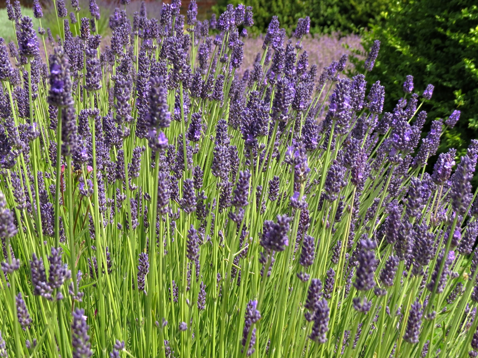 Lavandula intermedia Hidcote Giant
