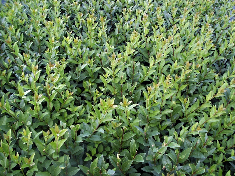 Ligustrum vulgare Atrovirens