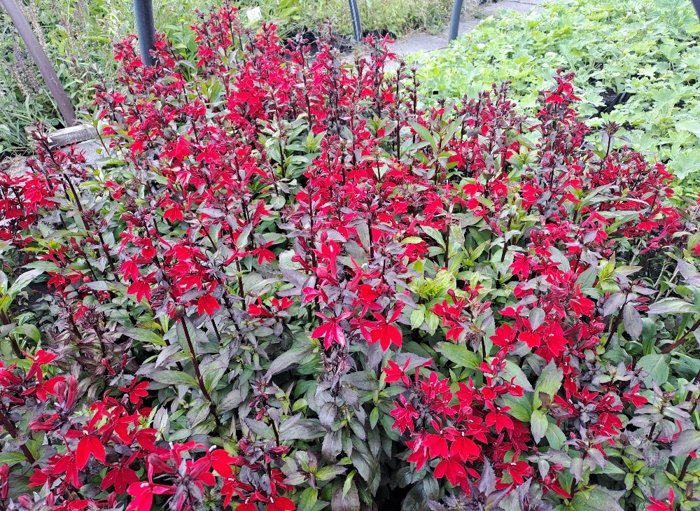 Lobelia x speciosa Starfish Scarlet