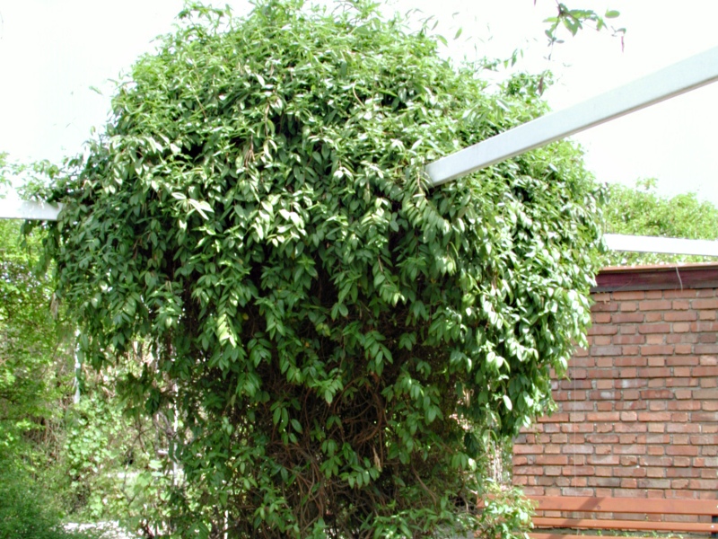 Lonicera henryi