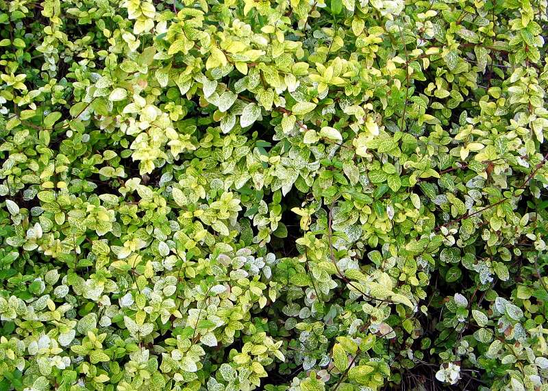 Lonicera japonica Aureoreticulata