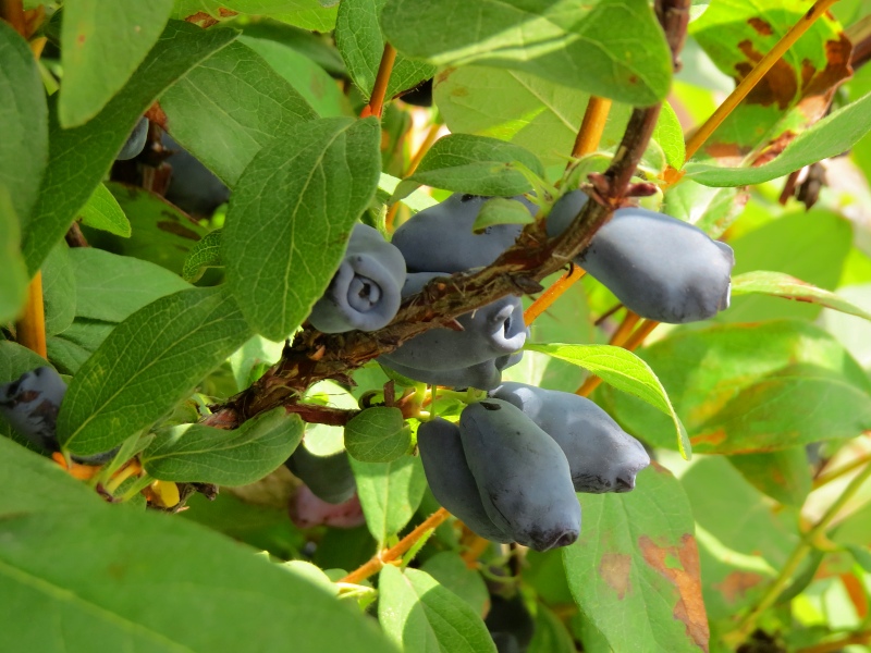 Lonicera kamtschatica Wojtek