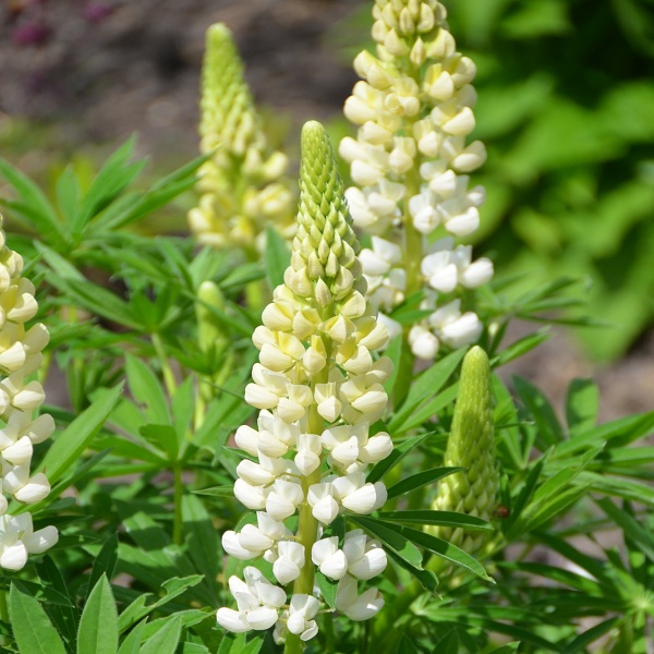 Lupinus hybridus Noble Maiden