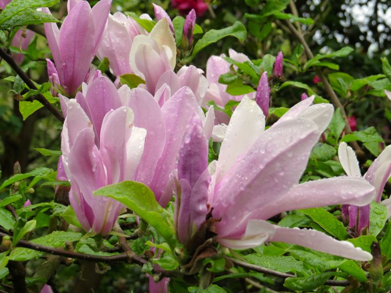 Magnolia George Henry Kern