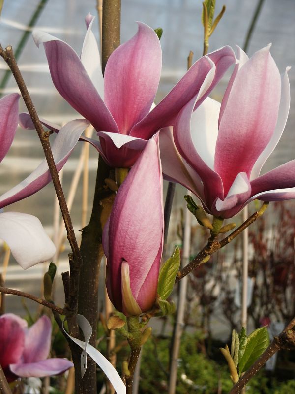 Magnolia x soulangeana Red Lucky (syn. Hong Yun)