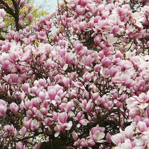 Magnolia x soulangeana