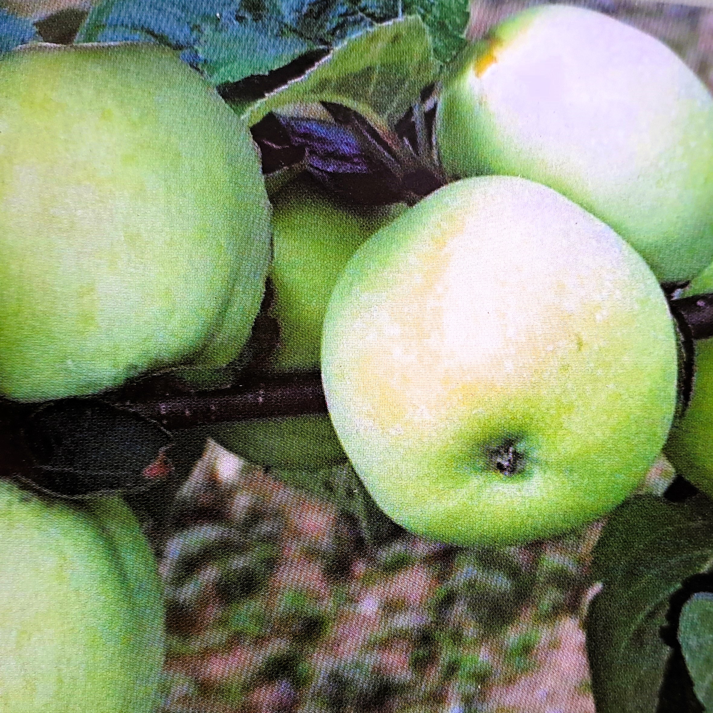 Malus Průsvitné letní