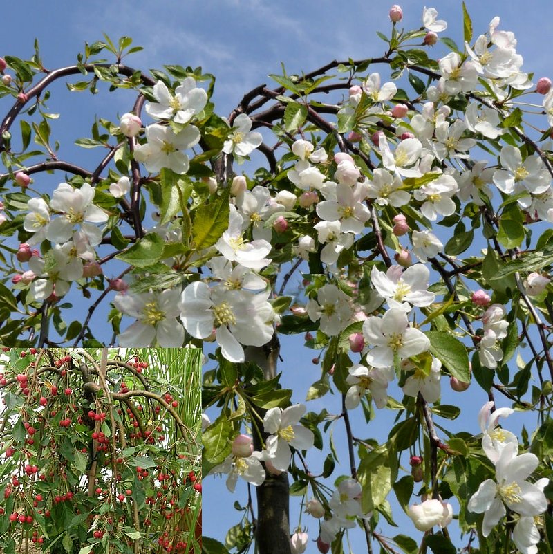 Malus x hybr. Fontána