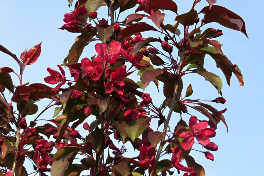 Malus x hybr. Royalty