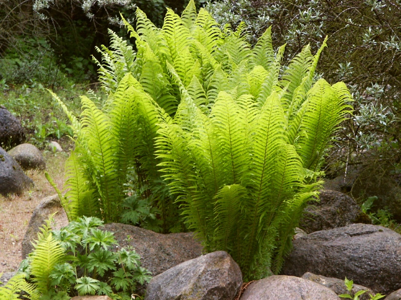 Matteuccia struthiopteris