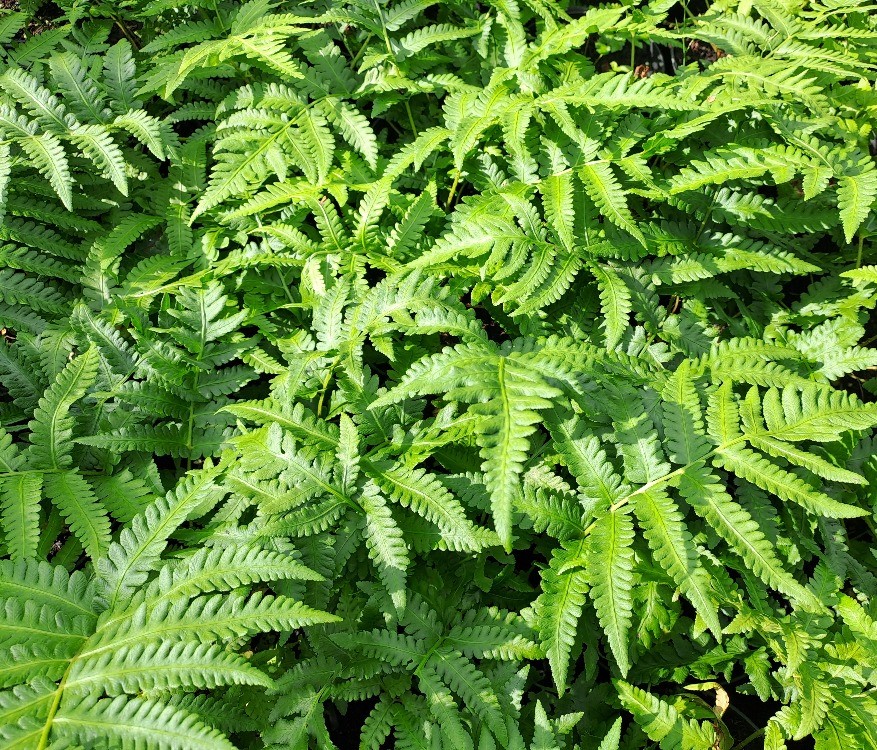 Matteuccia orientalis