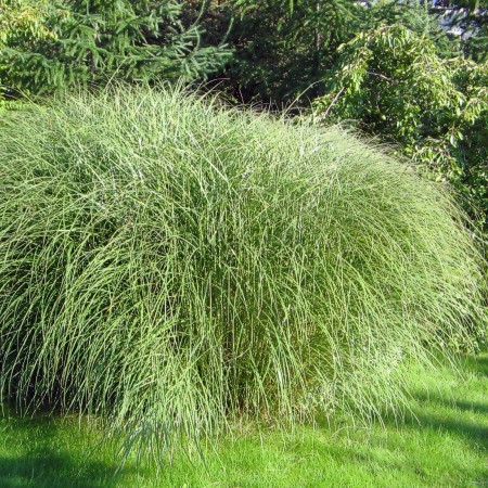 Miscanthus sinensis Gracilimus