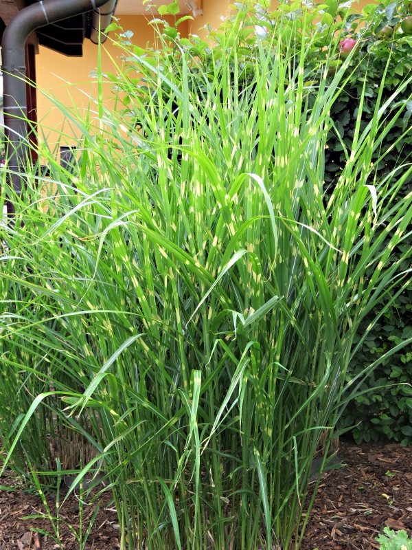 Miscanthus sinensis Strictus