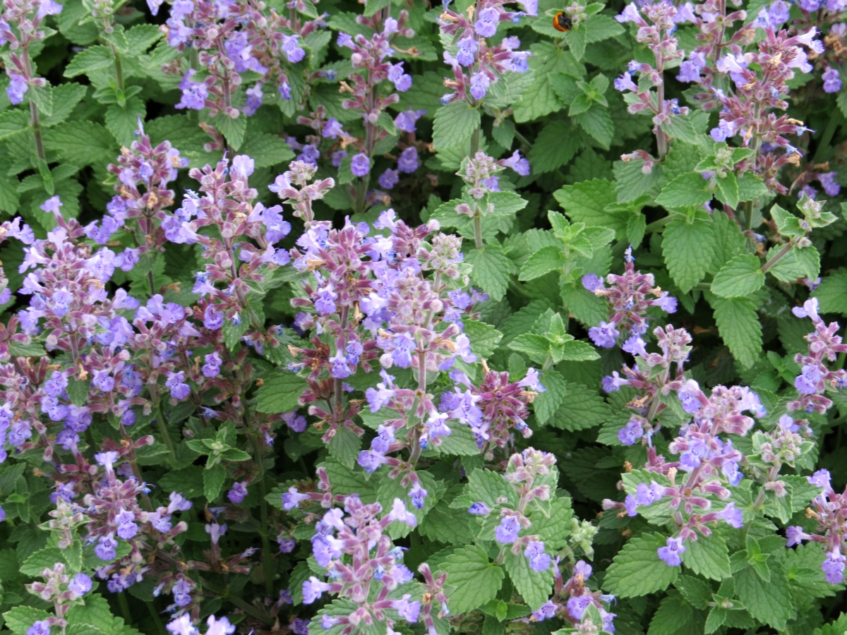 Nepeta faasenii Purrsian Blue