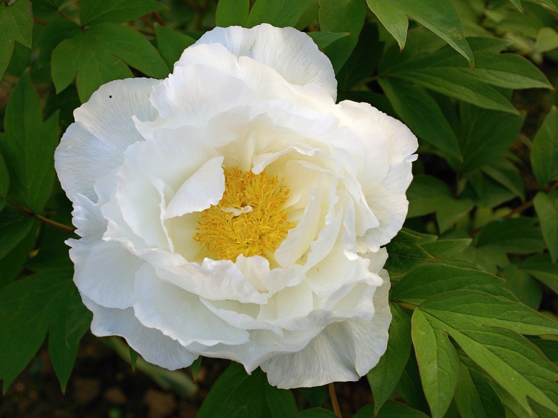 Paeonia sufruticosa Godaishu