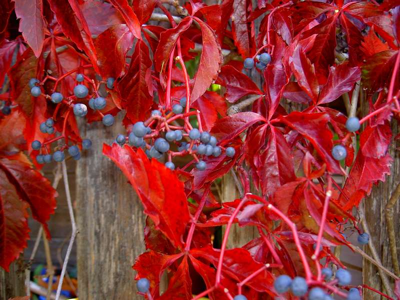 Parthenocissus quinquefolia var. Engelmanni