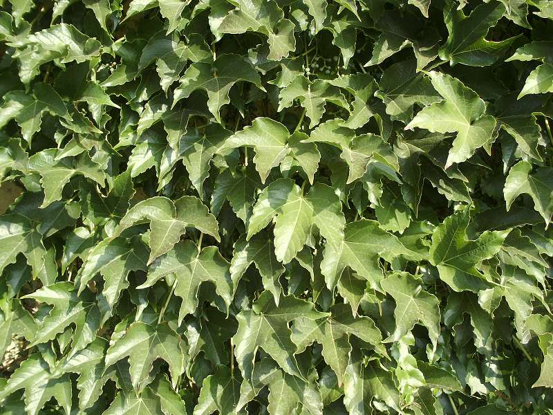 Parthenocissus tricuspidata Veitchii