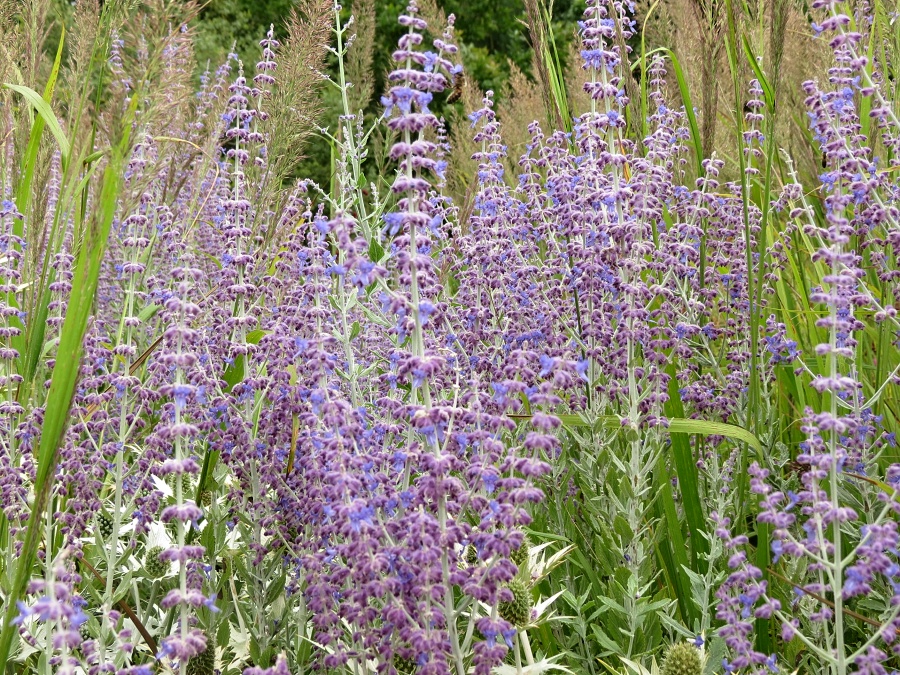 Perovskia atriplicifolia Little Spire