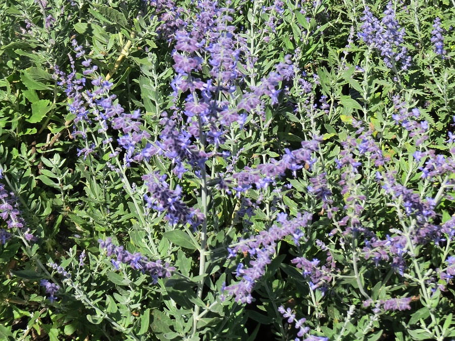Perovskia atriplicifolia Blue Spritzer