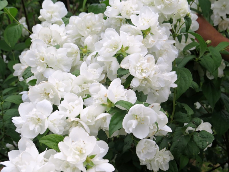 Philadelphus x hybr. Virginal