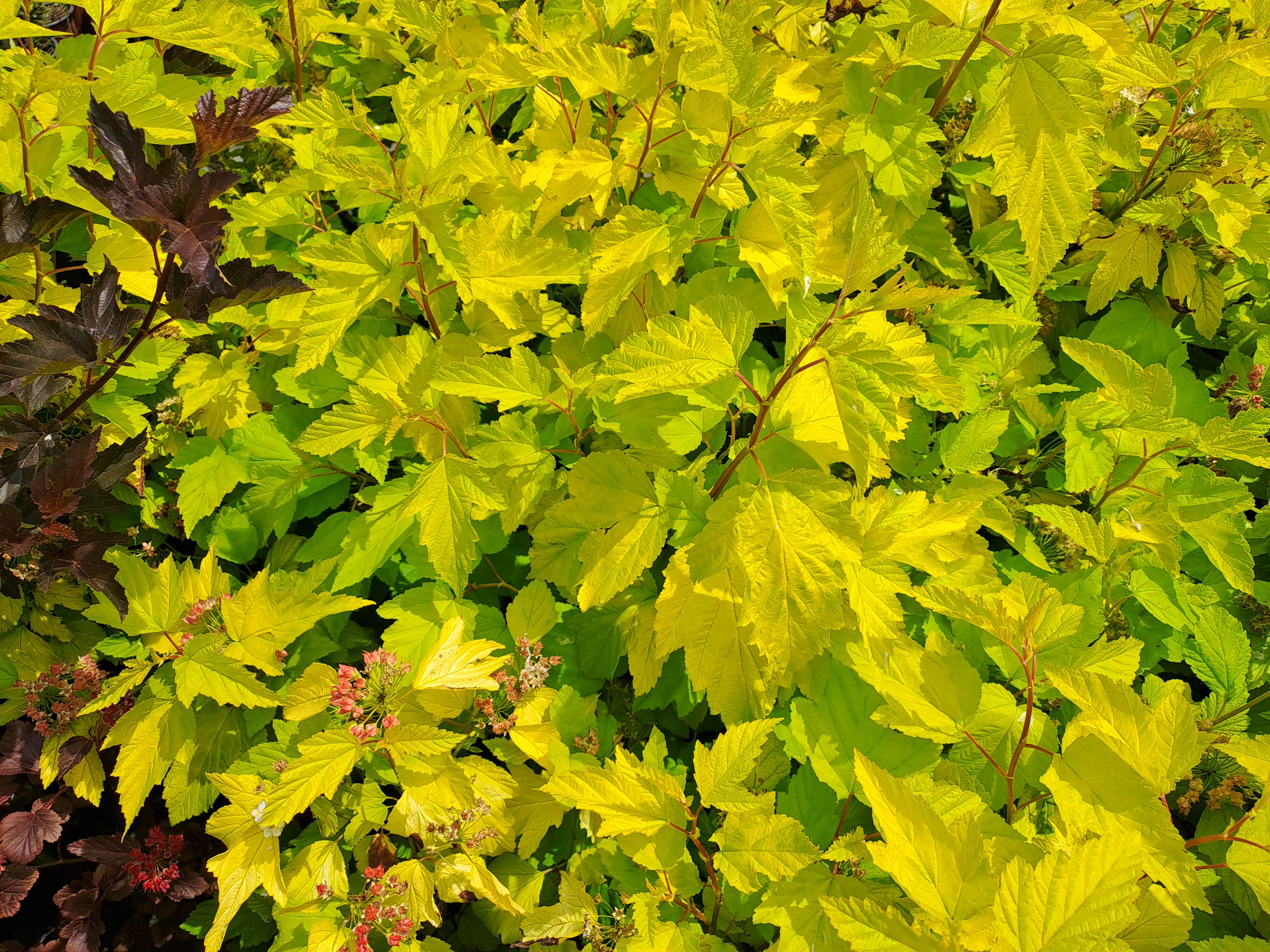 Physocarpus opulifolius Angel Gold